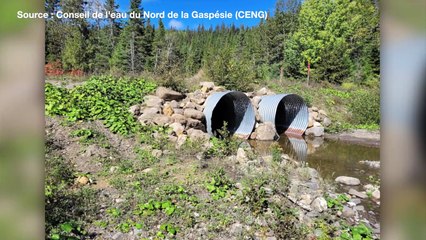 12 FEV TOPO MS Ponceaux saumon