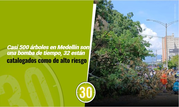 Casi 500 árboles en Medellín son una bomba de tiempo, 32 están catalogados como de alto riesgo