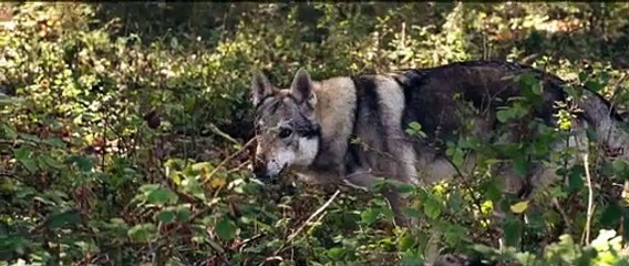 Shadow of the Wolf Movie