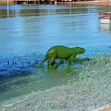 Entenda o fenômeno que fez aparecer “capivaras verdes” em rio da Argentina