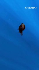 Peixe 'Diabo Negro' causa espanto ao ser avistado na superfície do oceano