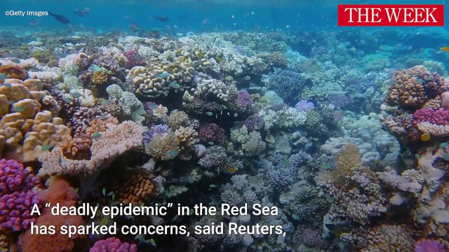 Are Diseases Increasing In The Ocean?