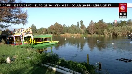 Pelícanos llegan a Xochimilco para refugiarse del frío extremo de EU y Canadá | Milenio Hábitat