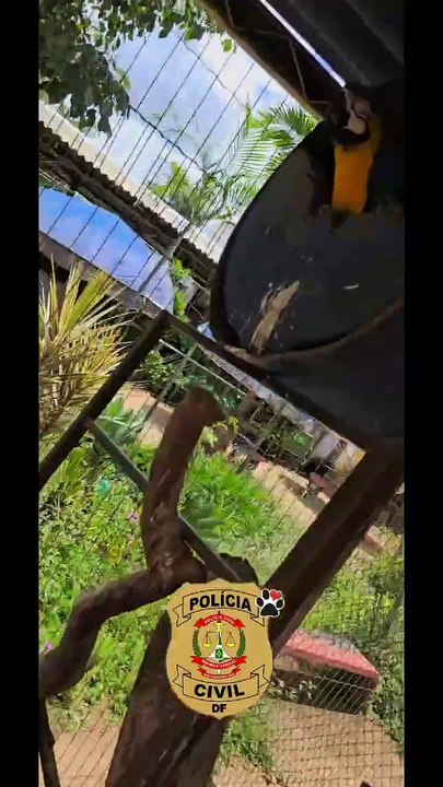 Megaoperação da Polícia Civil resgata 125 animais vítimas de maus-tratos no DF