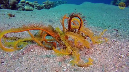 Why Megalodon Avoided Antarctica And Other Ocean Secrets