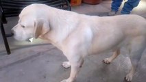 VIDEO: ¡El frío pega a las mascotas! Simón tiene tos y es normal en un perro