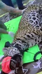 Atrapan a jaguar en Montemorelos, le colocan chip para rastreo y monitoreo