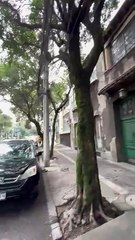 Vuelve a temblar un  19 de septiembre; se percibe sismo de 7.7 en CDMX