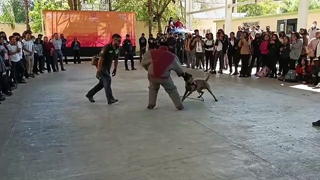 Alumnos de Conalep son sorprendidos con drogas en Guadalupe