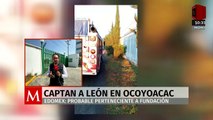 León escapa y es grabado paseando por calles de Ocoyoacac