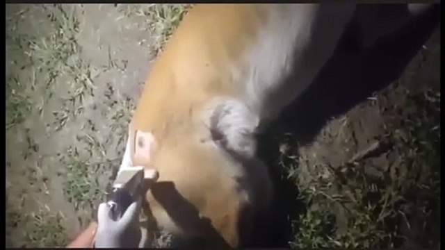 Impacta a perrito una bala perdida; vecinos lo salvan