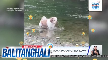 Alagang aso, bakit kaya parang 4x4 daw sa ilog adventure? | Balitanghali