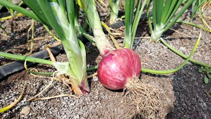 Rabi Onion Season - रब्बी हंगामात लावा भिमाशक्ती कांद्याची व्हरायटी; असा होईल फायदा?