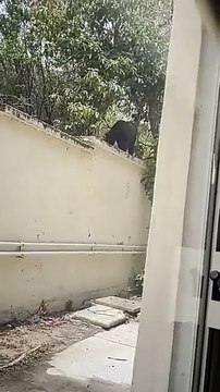 Oso visita Facultad de Ciencias de la Comunicación de la UANL