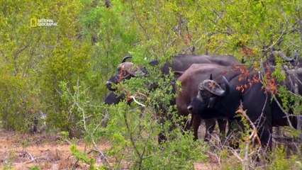 Surviving the Wild - Africa’s Deadliest 2025