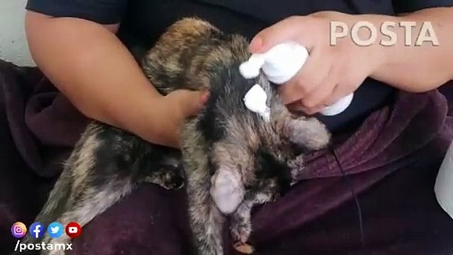 ¿Sin agua y sin jabón? Con shampoo en seco puedes tener limpia a tu mascota