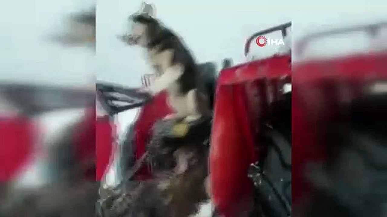 Bu görüntüler Türkiye'den... Sibirya kurdu traktörün direksiyonuna geçti...