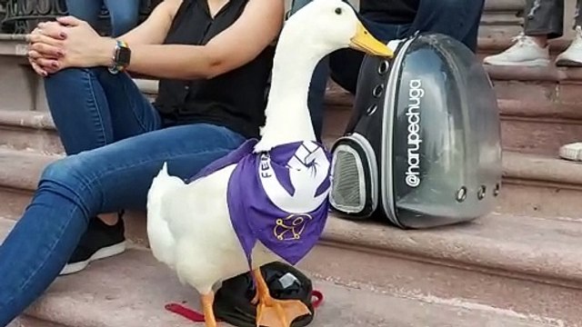 Junto a sus mascotas, mujeres protestan contra la violencia de género