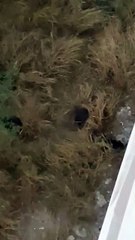 Captan oseznos en Lomas del Vergel en Monterrey... ¡en pleno paseo familiar!