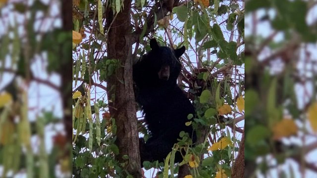 Alerta Protección Civil sobre temporada de osos