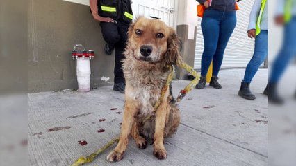 Arrestan y multan a 4 por golpear a perrito en Escobedo