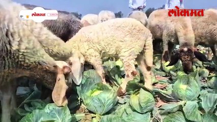 उभ्या पिकांवर सोडल्या शेळ्या हे आहे कारण