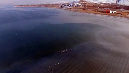 Bu kış bir yere gitmediler! Flamingolar o ilimizi çok sevdi