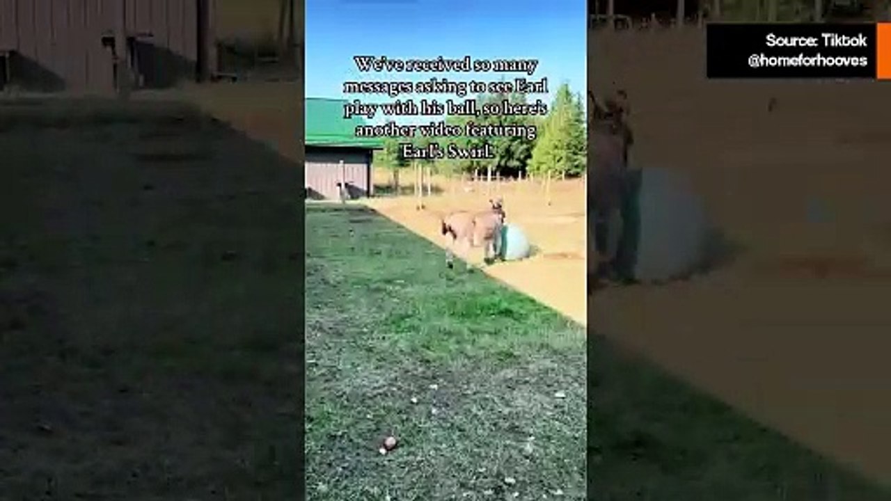 Ezel is ontroostbaar nadat hij zijn favoriete bal lek prikt, maar het internet lost het op