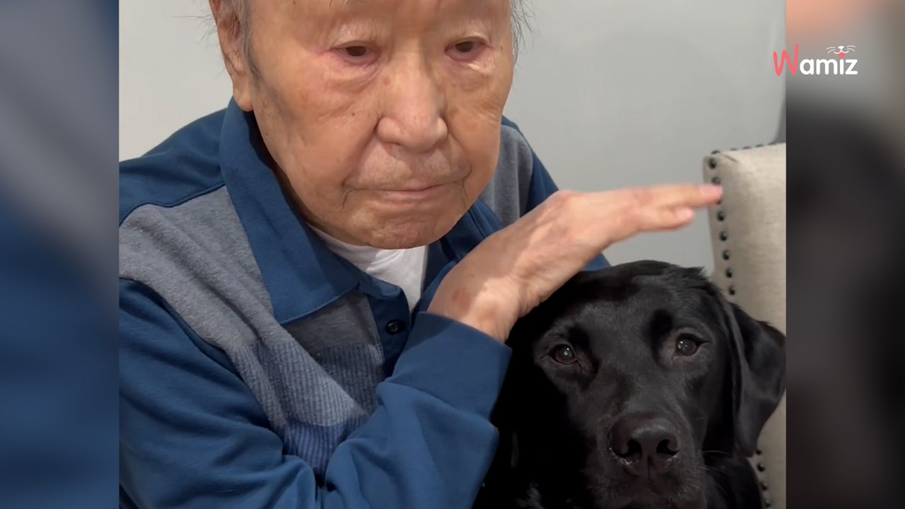 Ce grand-père de 92 ans n'a eu que des petits chiens : son réflexe devant le Labrador est à hurler de rire (vidéo)