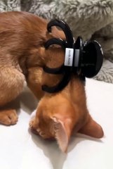 Short funny animals video 😼😼 #kitten #animals#short