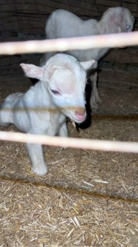 #trending #usa #viral #shortvideo #baby #pet #animals #goats #bakra #bakramandi #rajanpurigoat