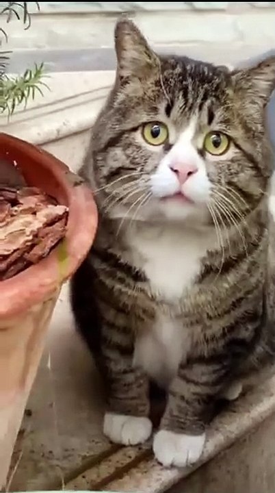 Katze sieht sich im Spiegel! 20250213