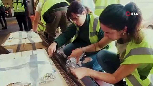 Gri papağanlar Turkish Cargo ile özgürlüğe uçtu