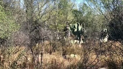 Hallan décimo cuerpo en fosas clandestinas de Escobedo