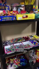 ¿Cómo proteger a tus perritos de la pirotecnia esta Navidad?