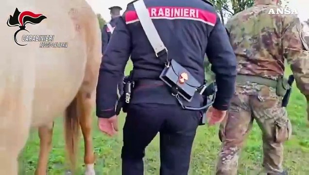 Kalashnikov, fucili e 3 chili di esplosivo scoperti nel reggino