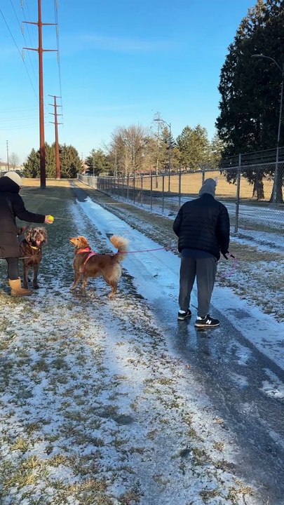 Man Falls While Trying to Get Pulled Through Icy Stretch by His Dog