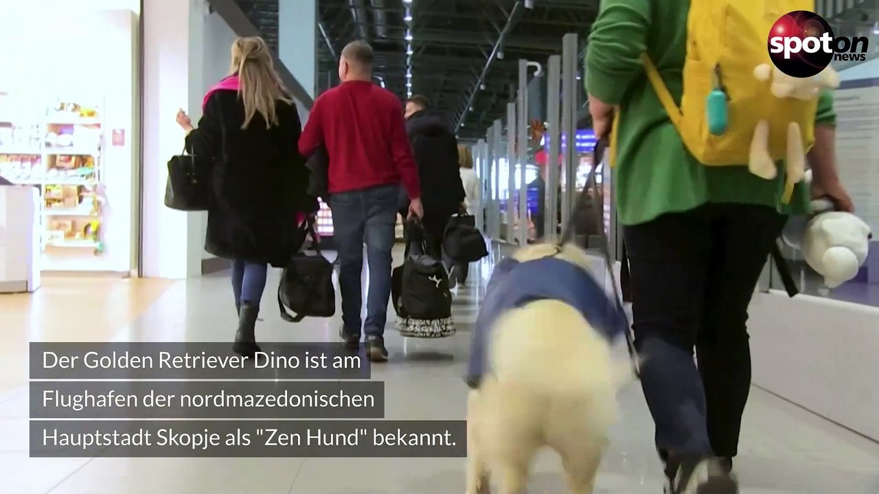 Putziger Mutmacher: Hund 'Dino' beruhigt nervöse Fluggäste