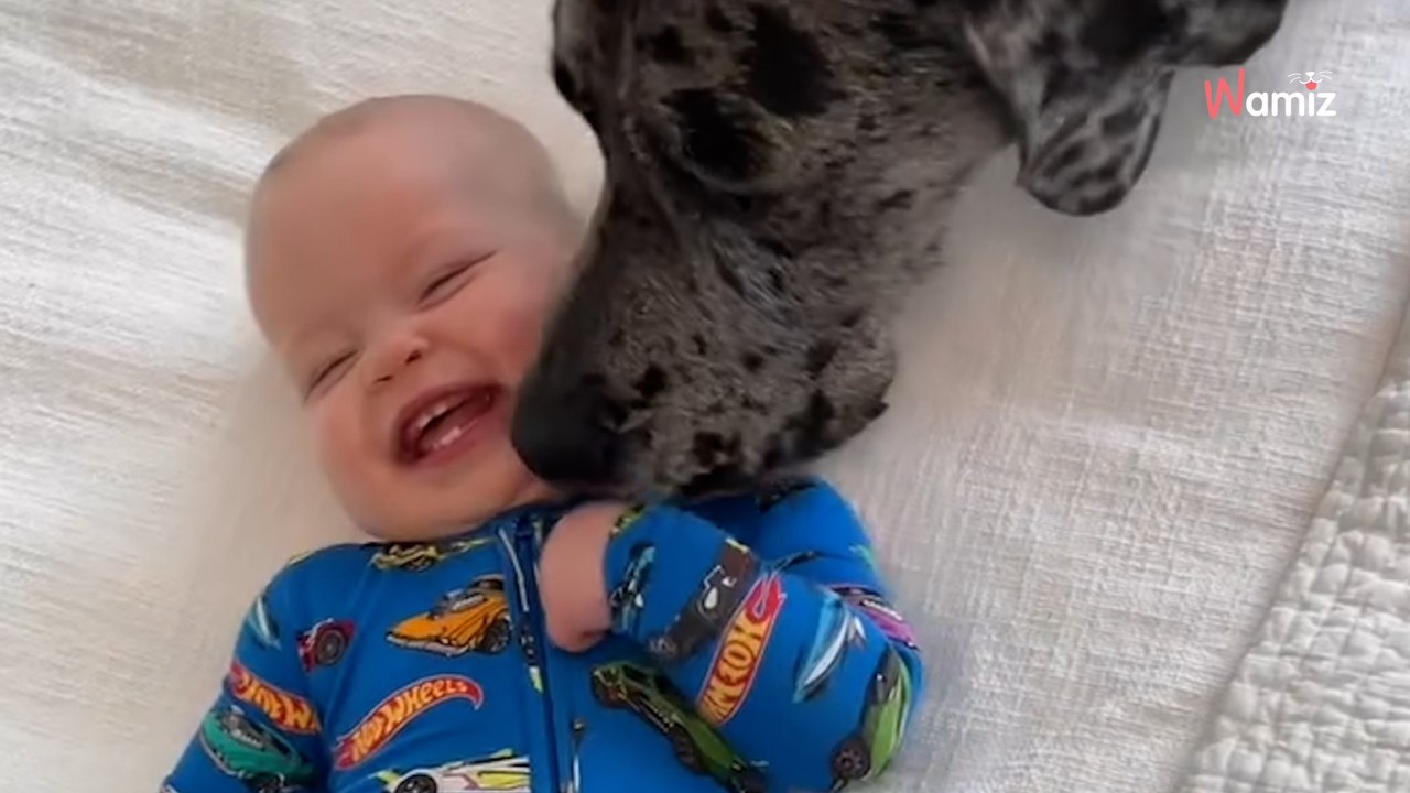 Le bébé essaye d’attirer l’attention du Dogue Allemand : 37M de personne explosent de rire (Vidéo)