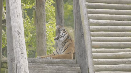 Wildlife filmmaker to share stories in Kent