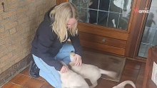 Tiene que elegir un cachorro, pero lo que pasa después deja a todos atónitos