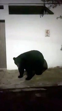 VIDEO: Captan a oso paseando por el sur de Monterrey