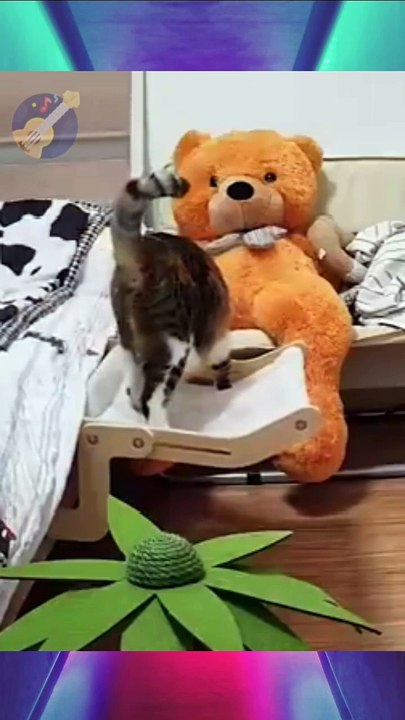 Cat 🐈 funny videos