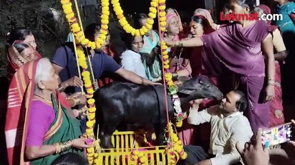 रेडकू झाला नाव मलिंगा वाढल्या पंगती अन् पाहा रेडकूचा शाही पाळणा