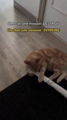 Why buy toys when paper does the job? 😹 Pourquoi acheter des jouets quand il y a du papier ? 😹