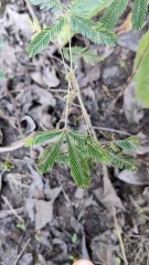 Seismonastic movement in Mimosa pudica #Touchmenotplant