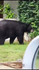 Implementa Nuevo León norma para evitar que osos ingieran basura nociva