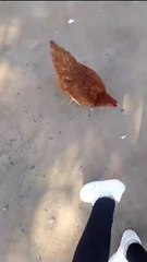 Niño busca a su gallina perdida en San Nicolás por Facebook