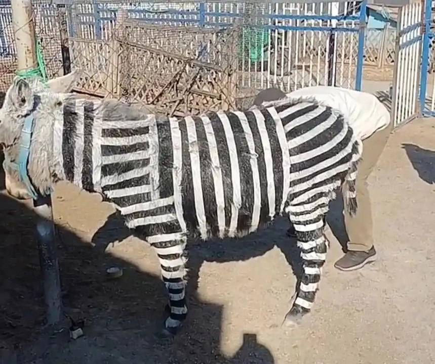 A Chinese zoo has painted donkeys so they look like zebras