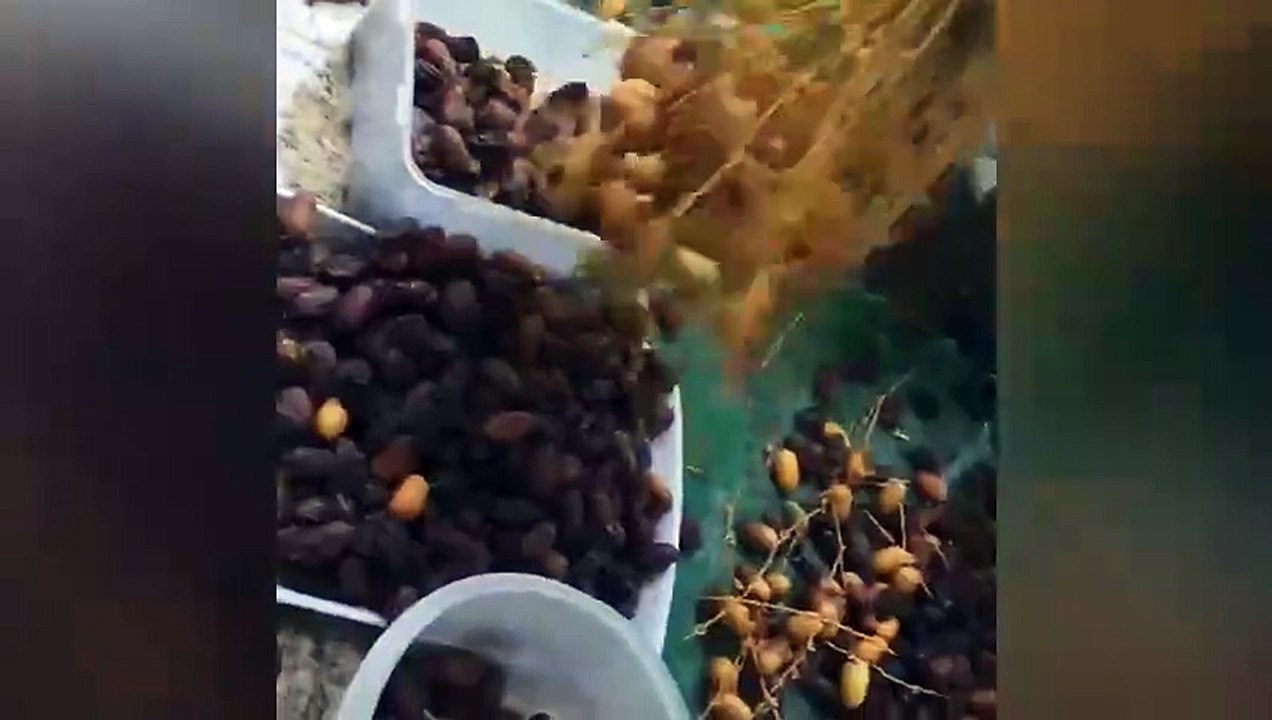 UAE resident farms dates in his backyard